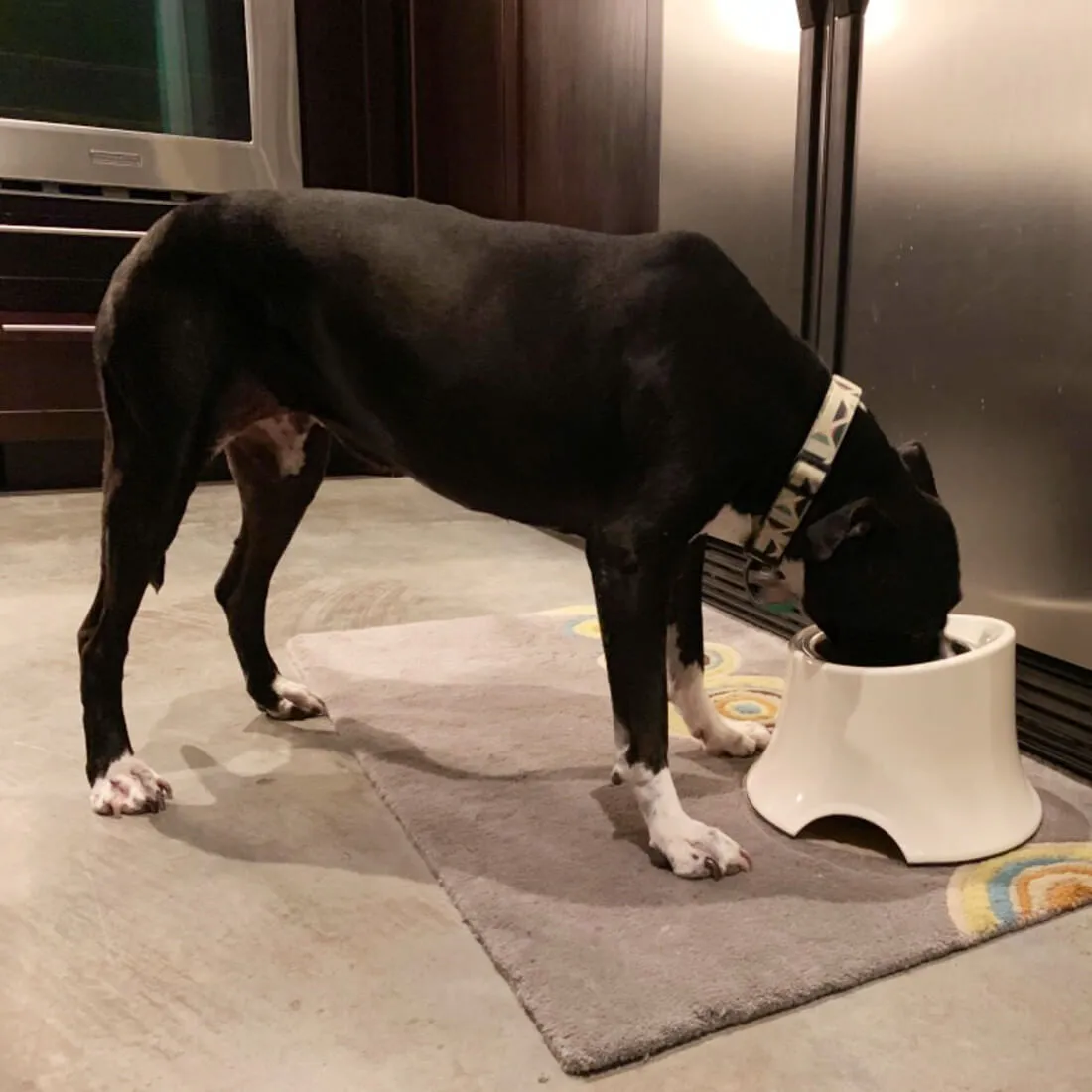 Elevated Dog Feeder - No Spill Dog Bowl - Reduce Neck Pressure | SuperDesign